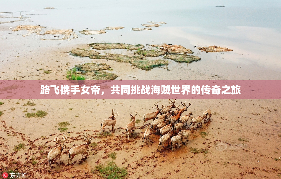 路飞携手女帝，共同挑战海贼世界的传奇之旅