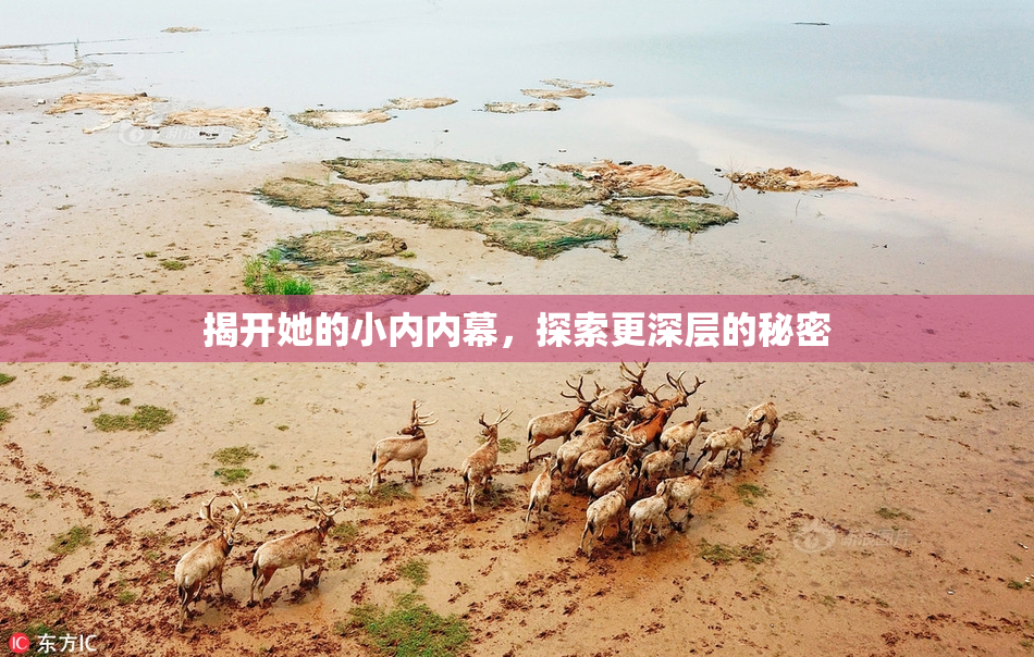 揭开她的小内内幕，探索更深层的秘密