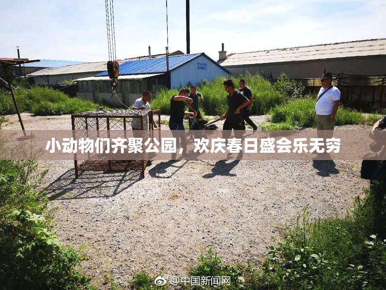 小动物们齐聚公园，欢庆春日盛会乐无穷