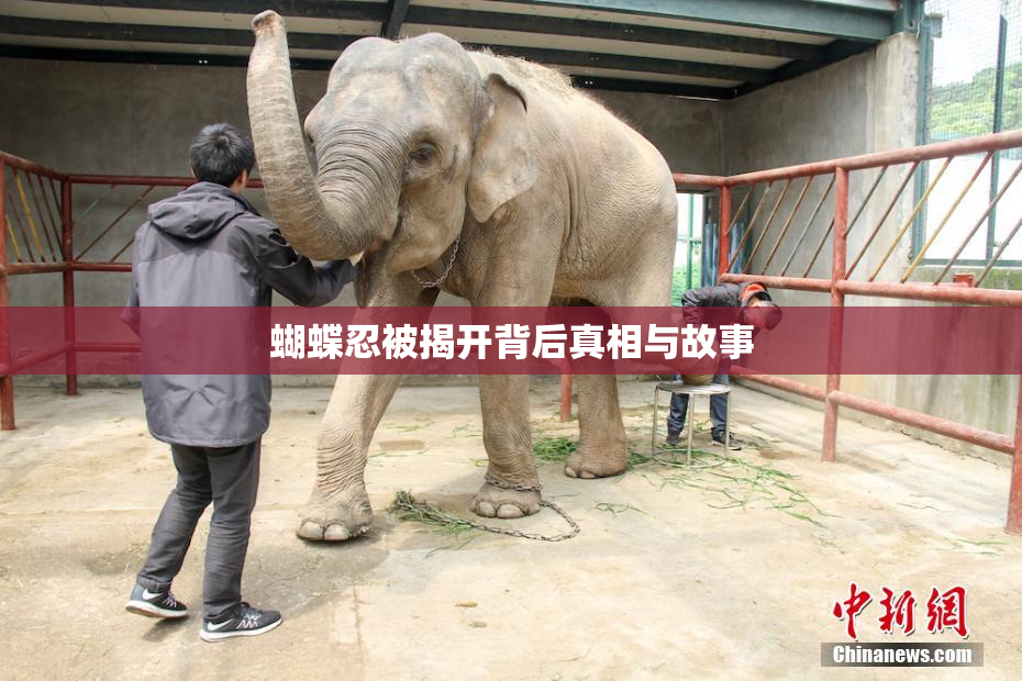 蝴蝶忍被揭开背后真相与故事