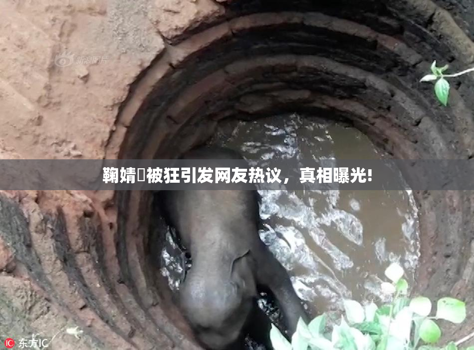 鞠婧祎被狂引发网友热议，真相曝光!