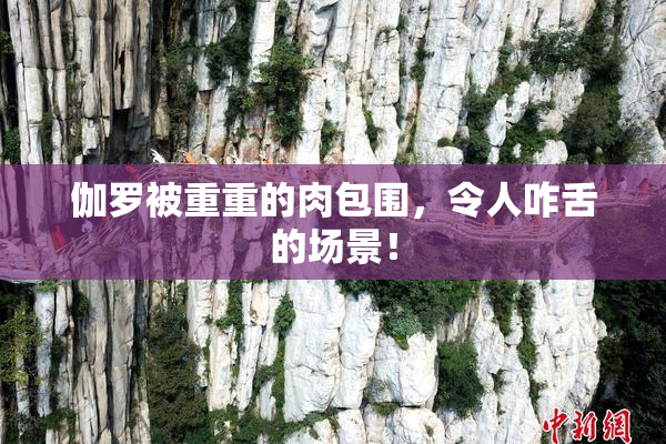 伽罗被重重的肉包围，令人咋舌的场景！