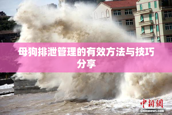 母狗排泄管理的有效方法与技巧分享
